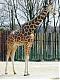 Benutzerbild von giraffedie lange